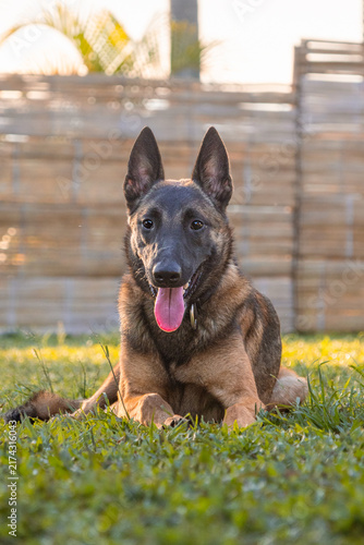 Belgian shepherd malinois dog portrait on outdoor training field at sunset