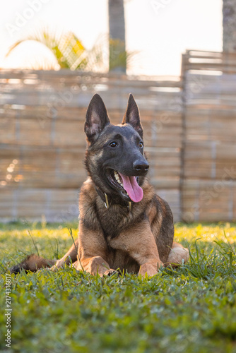 Belgian shepherd malinois dog portrait on outdoor training field at sunset