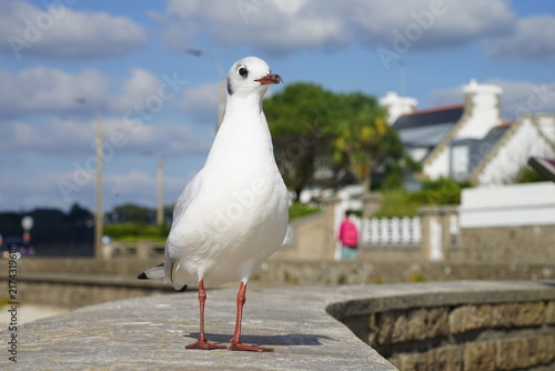 Fotografie Mouette debout .