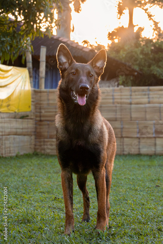 Belgian shepherd malinois dog portrait on outdoor training field at sunset