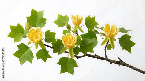Beautiful yellow tulip tree flowers blooming on a branch with green leaves in the spring garden season