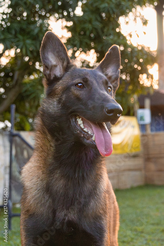 Belgian shepherd malinois dog portrait on outdoor training field at sunset