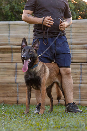 Belgian shepherd malinois attending obedience dog training while handled on leash by human