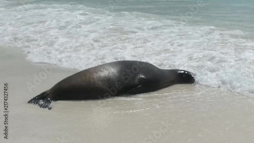Sea lion resting on beach while ocean waves wash over