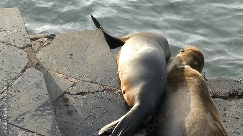 Sea lions rubbing against each other on stone steps with water waves flowing in background