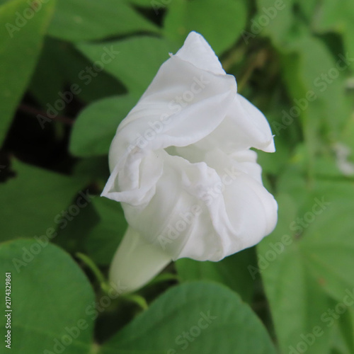 日本で夏にアサガオが白い花を咲かせています