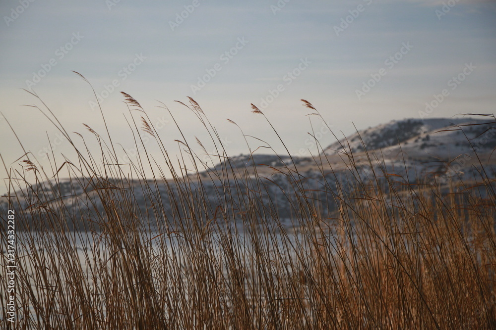 Obraz premium Reeds and Snow-Covered Mountains on the Shore of Lake Sevan, Armenia
