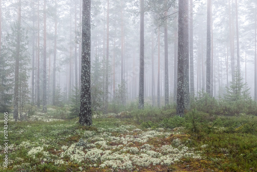 Magical fairytale forest. Forest covered of green moss. Forest therapy and stress relief