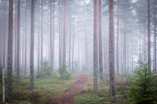 Magical fairytale forest. Forest covered of green moss. Forest therapy and stress relief