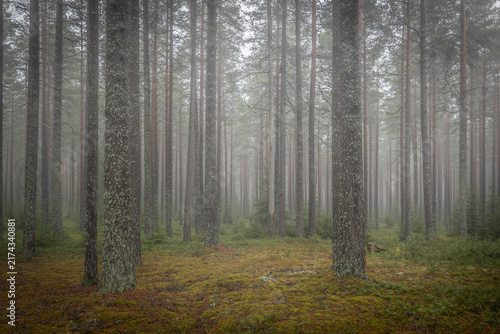 Magical fairytale forest. Forest covered of green moss. Forest therapy and stress relief