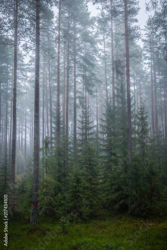 Magical fairytale forest. Forest covered of green moss. Forest therapy and stress relief