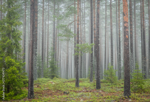 Magical fairytale forest. Forest covered of green moss. Forest therapy and stress relief