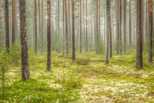 Magical fairytale forest. Forest covered of green moss. Forest therapy and stress relief