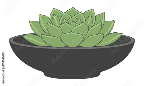 Minimalist succulent rosette in a shallow dark ceramic bowl with sage green leaves against a clean solid white background interior design concept