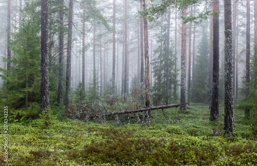 Magical fairytale forest. Forest covered of green moss. Forest therapy and stress relief