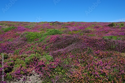 Moor at the Pointe de Dinan in Brittany in France, Europe