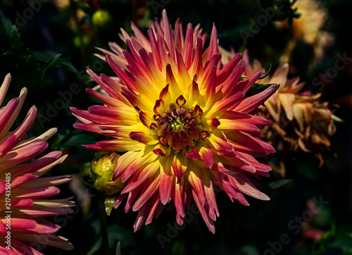 View of dahlia in the garden. Variety - Lindsay Michelle