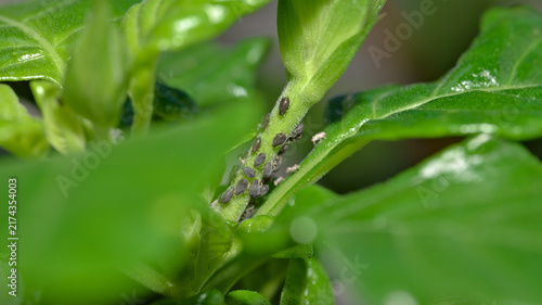 Close-up macro photograph of a colony of dark aphids feeding on a fresh green plant stem, showing a common garden pest infestation in detail.