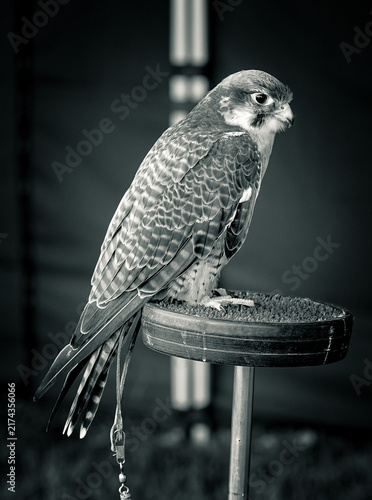 Canvastavla Title / Header
Black and White Portrait of a Falcon Perched on a Stand