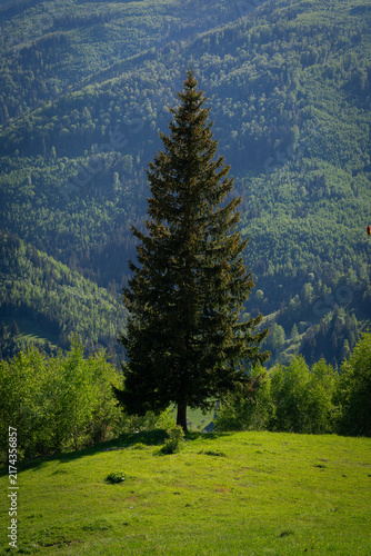 Картината върху платно mountain landscape with trees - lone fir tree