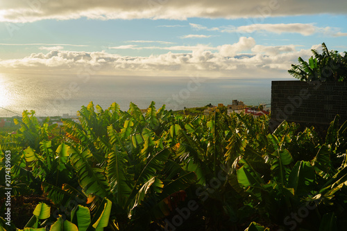 Fotografie Backlit banana plantation running down to the Atlantic under golden hour light o