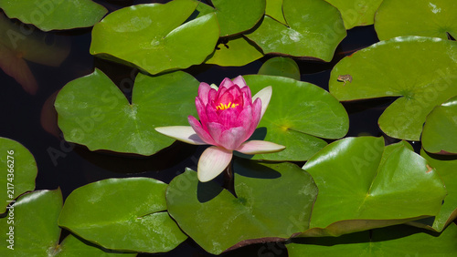 Pink water lily flower blooming surrounded by green pads in a pond with a tiny frog