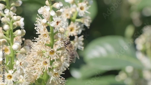 Honey Bee Crawling on White Inflorescence Macro Video
