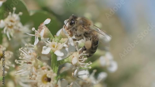 Side View Macro Footage of Honey Bee Pollinating White Flowers