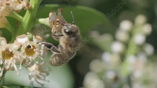 Honey Bee Taking Flight from White Flower Stem Macro Video