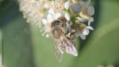 Macro Close Up of Honey Bee Pollinating White Flowers