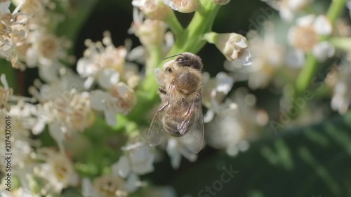 Macro Close Up of Honey Bee Feeding on White Blossoms