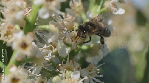 Macro Shot of Honey Bee Foraging on White Inflorescence