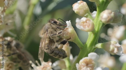 Macro Video of Honey Bee Foraging on White Flower Stem