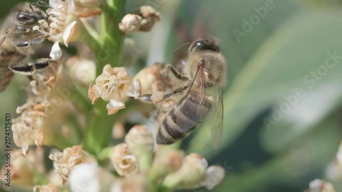 Macro Shot of Honey Bee Feeding on White Flower Bud