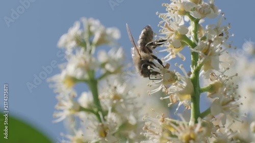 Honey Bee Foraging on White Flowers Against Blue Sky