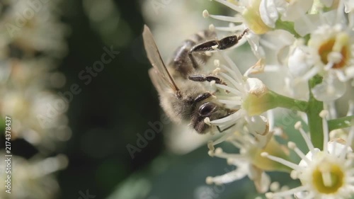 Detailed Macro Video of Honey Bee Pollinating White Flowers