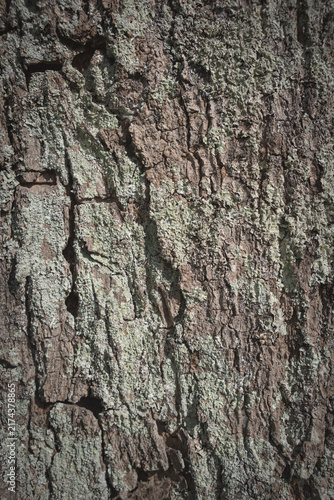 Obraz na płótnie corteza arbol