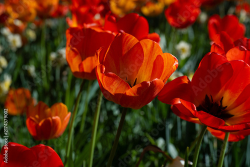 Картината върху платно Tulips Outdoor, Spring Tulipa Flowers
