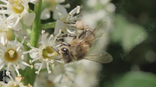 Honey Bee Taking Flight from White Flower Stem Macro