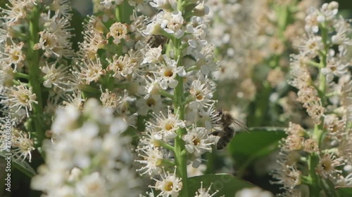 Honey Bee Flying and Foraging Between White Flower Spikes