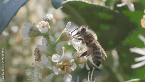 Side View Macro Footage of Honey Bee Pollinating White Flowers