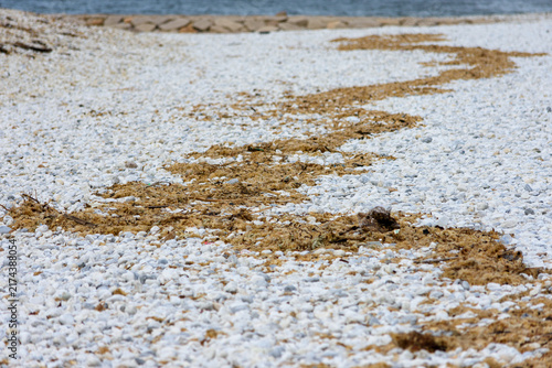 Bild auf Leinwand A striking coastal beach scene featuring a dense layer of white pebbles and smal