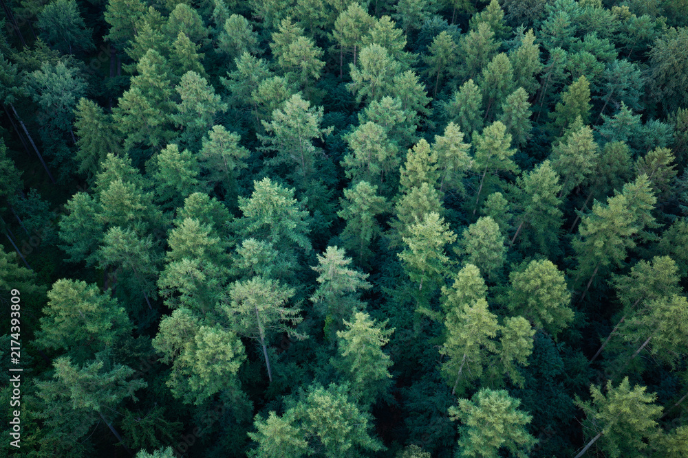 Naklejka premium Rainforest ecosystem and healthy environment. Nature background. Tree growing in lush forest. Nature landscape. Landscape with forest in spring. Green forest in summer aerial view. Aerial treetops