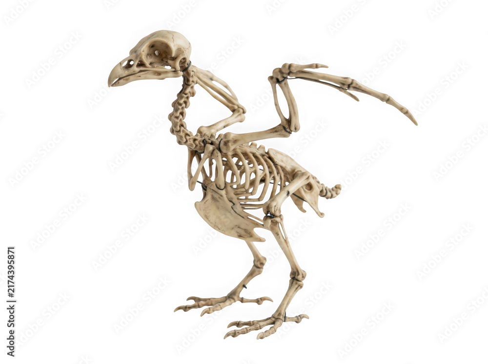 Fototapeta premium Anatomical skeleton of a bird isolated on transparent background