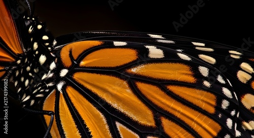 Close-up of Monarch Butterfly Wings with Vibrant Orange and Black Patterns in Soft Light