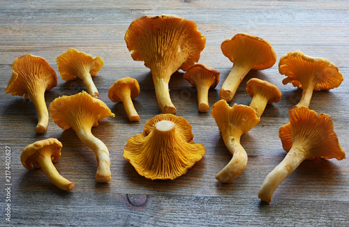 A collection of fresh golden chanterelle mushrooms arranged on a rustic wooden table
