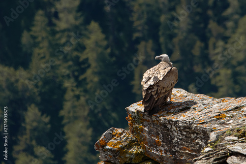 Fotografía Eurasian griffon vulture (Gyps fulvus) perched on a rock and looking down at the valley, against forest background