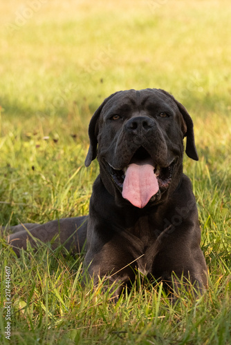 Fotografía english mastiff puppy
