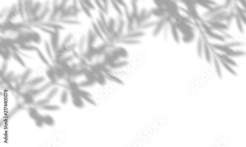 Soft Olive Branch Leaf Shadow Overlay Background