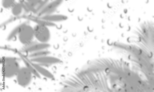 Soft Shadow Overlay with water droplet on Olive Branch and Tropical Palm Leaves